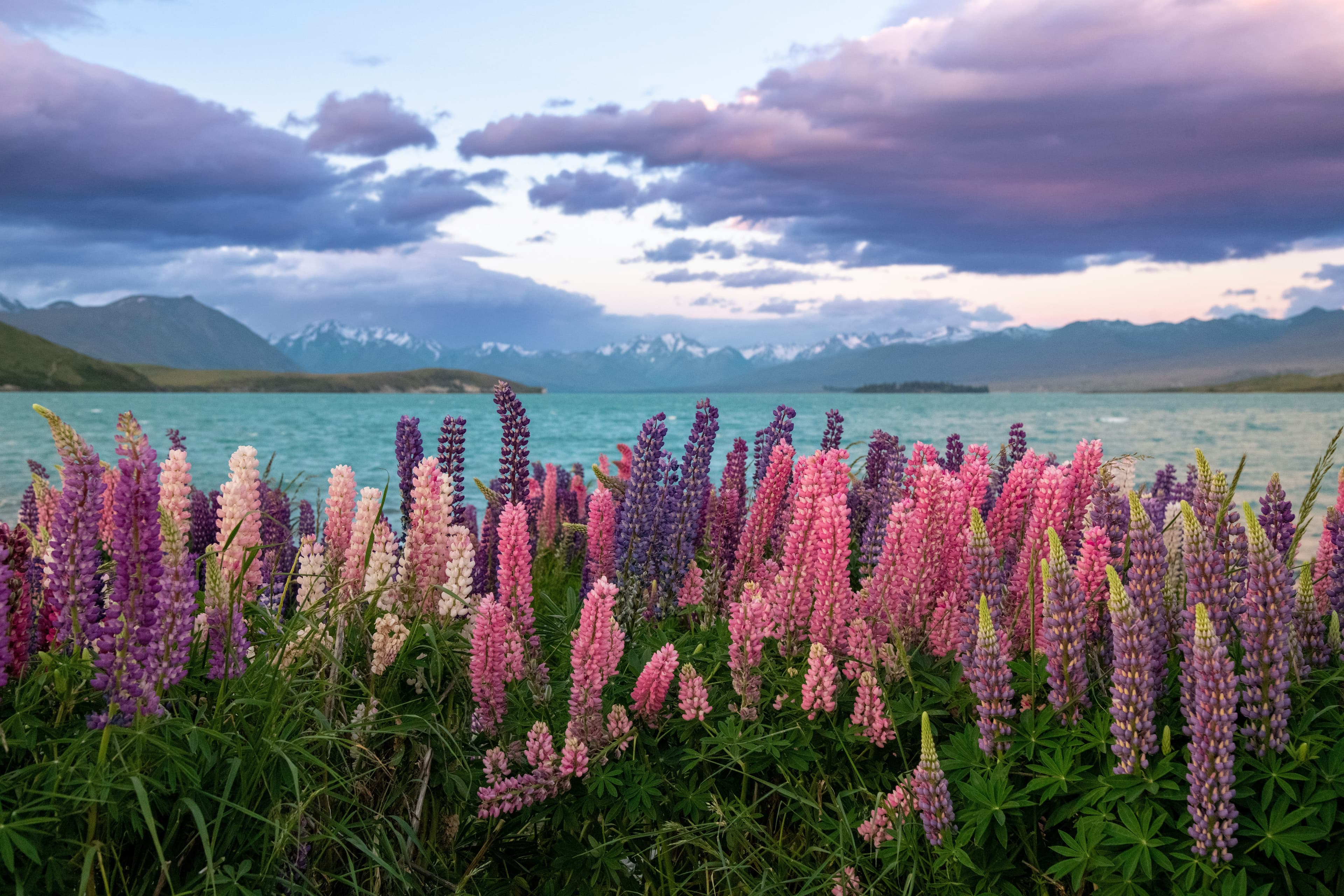 Lake Tekapo